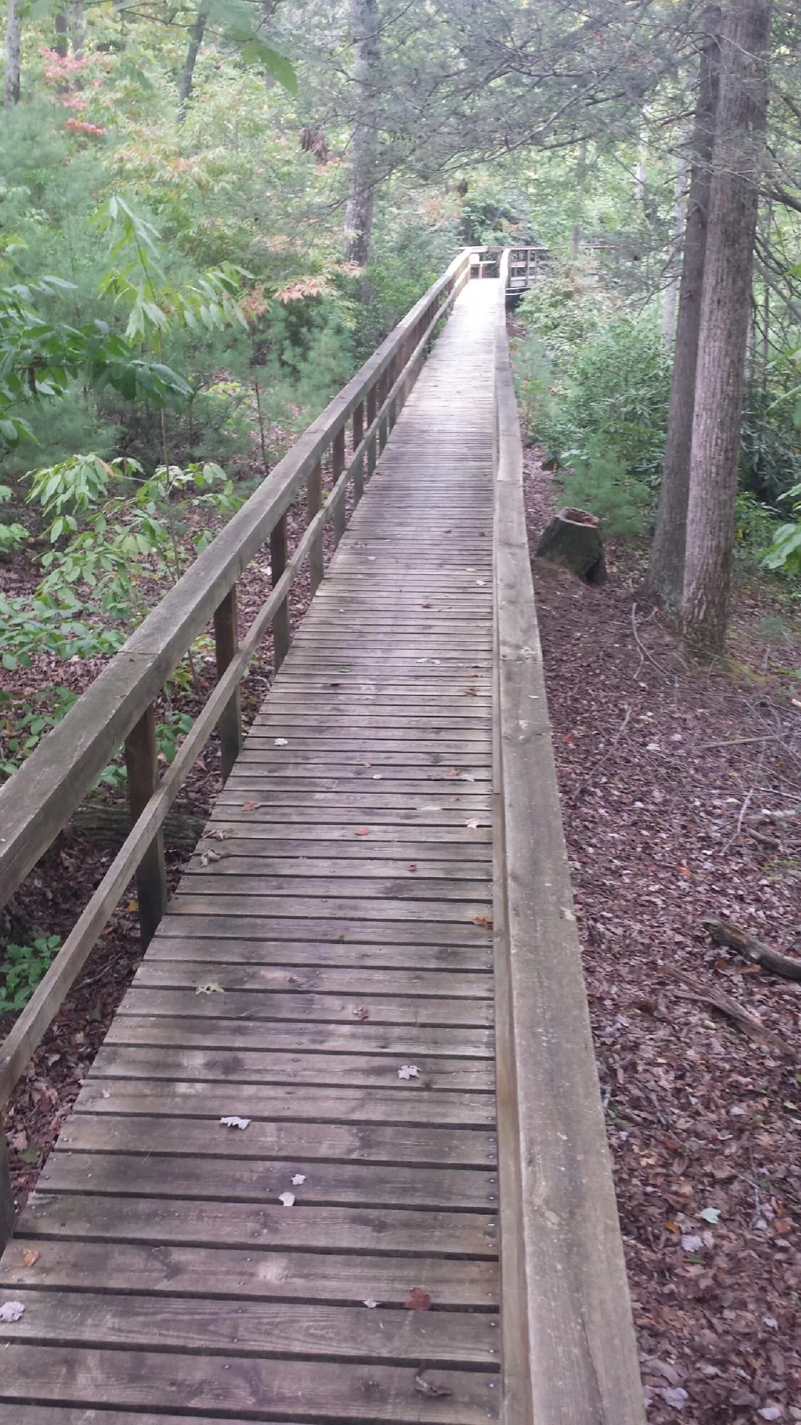 Long wood walkway with handrails built through the woods in Nutley